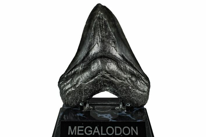 Bargain, Fossil Megalodon Tooth - Serrated Blade #345782
